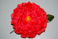 Great flower Red Dahlia