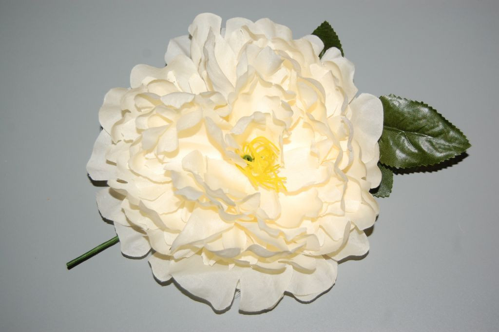 Great flower beige Dalia