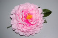 Flor gran Dalia rosa