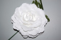 Flor Rosal blanca