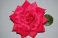 Seville new flower soft red