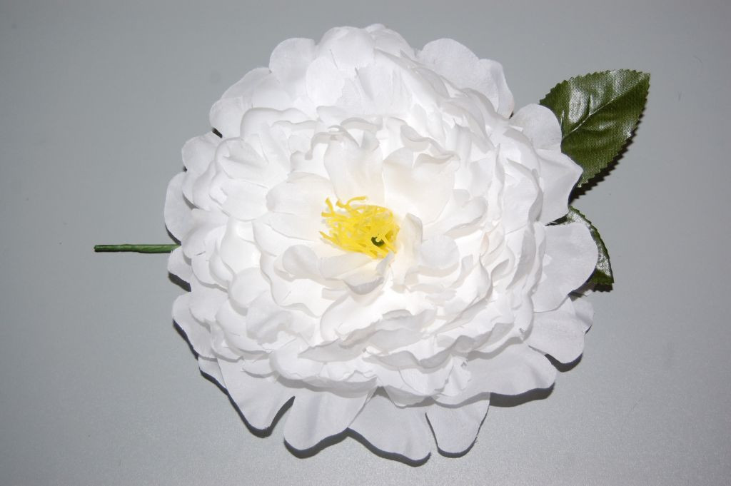 Great flower white dahlia