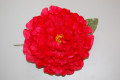 Great flower dahlia red vino-granate