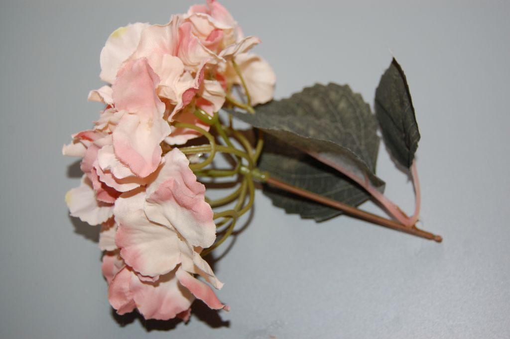 Bouquet of nasturtiums pink nude