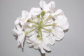 White bluebells corsages