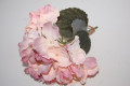 Capuchin pink corsage