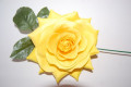 Flor amarilla azahar