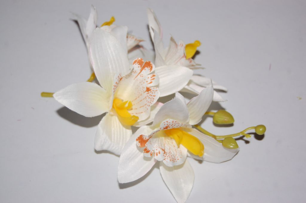 Ramillete bella orquidea blanca