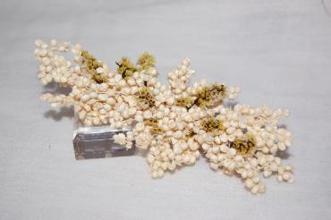 Pinza flores preservadas beige Dalia