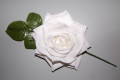 White Chamomile flower