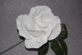 Small white flower