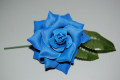Blue girl flower