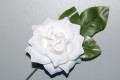 Flor de niña blanca