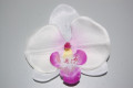 White Orchid