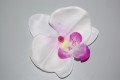 White Orchid